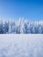 Clear sky over a winter forest with deep snowdrifts and snow-covered fir trees. Scenic row of spruce in Scandinavian nature. White wilderness and frozen landscape. © biletskiyevgeniy