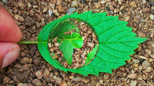 A vivid green leaf detailed with a continent map texture. Conceptual image representing planetary health, international environmental policy, conservation efforts, and green global unity.