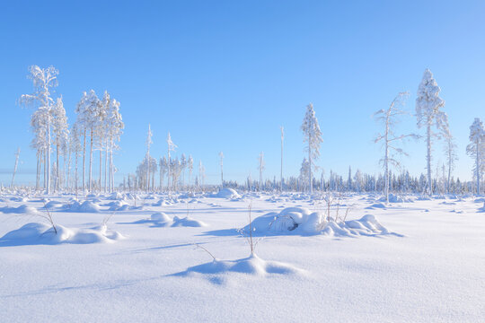 Clear sky over a winter forest with deep snowdrifts and snow-covered trees. Scenic winter in Scandinavian nature. Pristine white wilderness and frozen landscape.