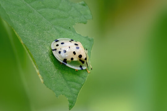 An Asian Spotted Tortoise Beetle (Aspidimorpha miliaris),  A close-up view of the striking leaf beetle species at Indian Botanic Garden, West Bengal, India