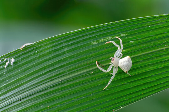 A beautiful close up view of a Flower crab spiders in a green background at Indian Botanic Garden, West Bengal, India
