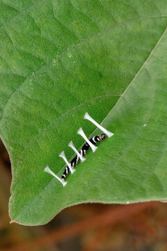 A Sweet potato Leaf Folder Moth or sweet potato moth caterpillar (Helcystogramma convolvuli) making striking white silk bridges staples