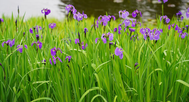 Beautiful Purple Wild Iris