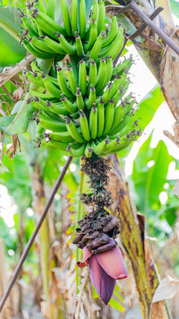Green Unripe Banana Bunch with Flower on Tropical Banana Tree