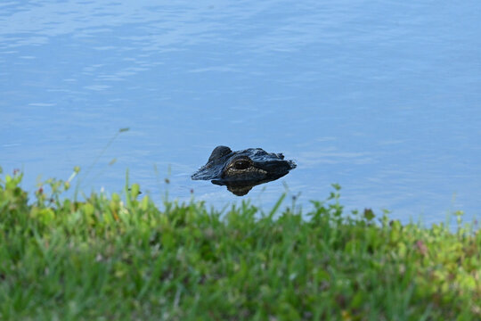 An alligator rises up through the water just enough see the water and shore around him