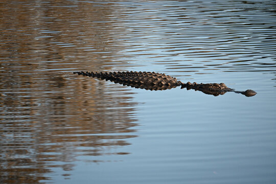 A heavily armored alligator floats in the water. His scutes are highlighted by the stillness of the water