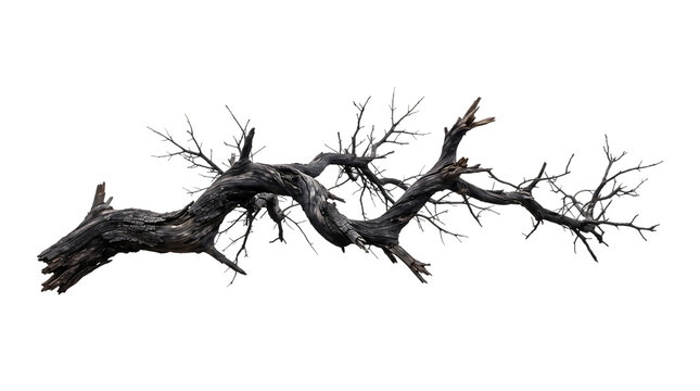 Dead tree branch for Halloween. Spooky dry wood on a isolated transparent background png.