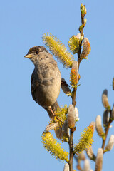 Golden-crowned sparrow (Zonotrichia atricapilla), Ankeny National Wildlife Refuge, Oregon © George