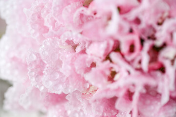 Fototapeta premium Close up of Pink Scabiosa Bon Bon Flower on Light Background