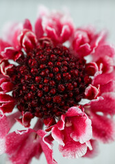 Obraz premium Close up of Pink Scabiosa Scoop Marshmallow Improved Flower on Light Background