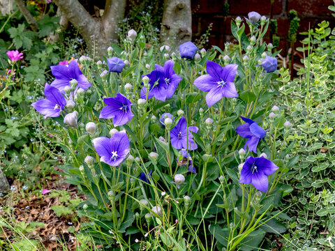 Balloon flower, Platycodon grandiflorus, flowering in a garden