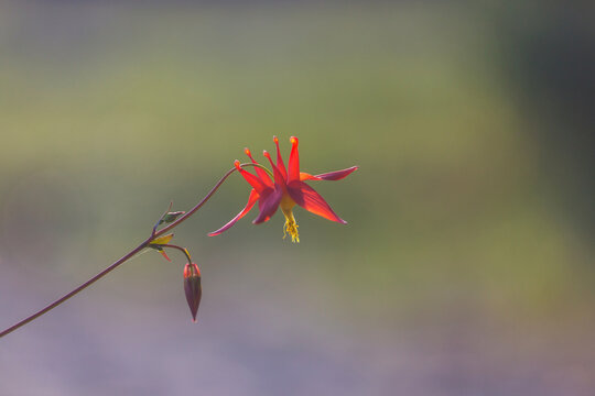 Wildflowers