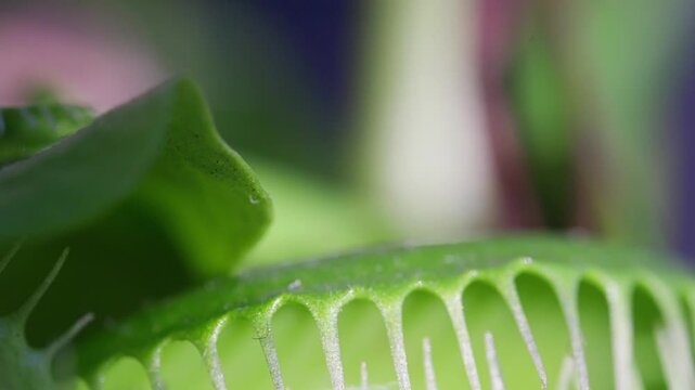Close up macro video of the Venus Flytrap plant leaves.