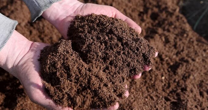 Loose brown peat in the palm of your hand, the gardener holds the dry peat with his fingers while checking the soil quality in the suburban area.