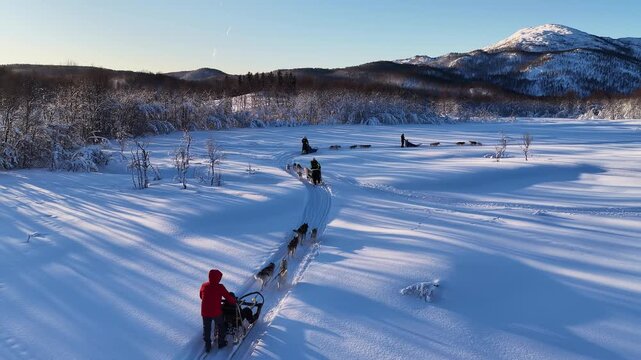 Dog sledding team running through snowy landscape, Norway