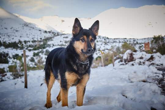 German shepherd dog standing in winter snow landscape
