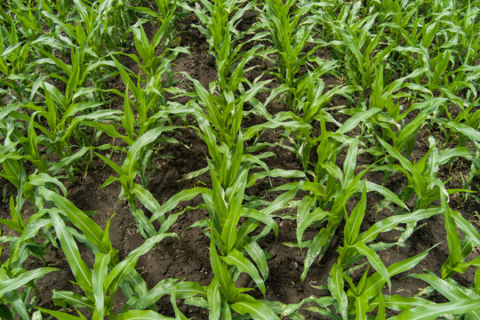 Young corn plants growing in agricultural field