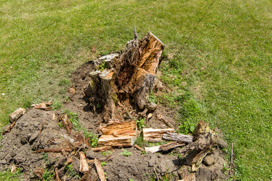 Hemlock tsuga canadensis tree stump removal showing exposed roots and wood chips