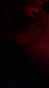Vertical video. Close Up Portrait of a Siamese Cat Illuminated by Red Light Against a Dark Night Background. Curiosity, Mystery and Animal Behavior