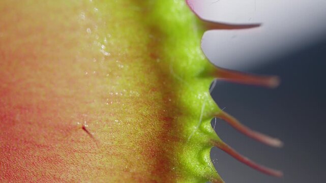 Close up macro video of the Venus Flytrap plant leaves.