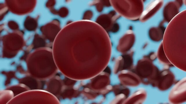 A 3d animation of continuous flow of red erythrocytes completely fills the frame, raining down in a dense, edge-to-edge organic stream.