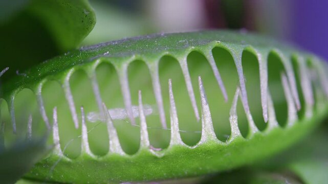 Close up macro video of the Venus Flytrap plant leaves.
