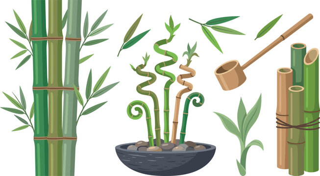 Bamboo and Lucky Bamboo Plants Illustration Set - Zen elements vector