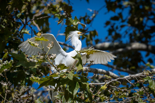 Snowy egret perched in tree with wings spread wide