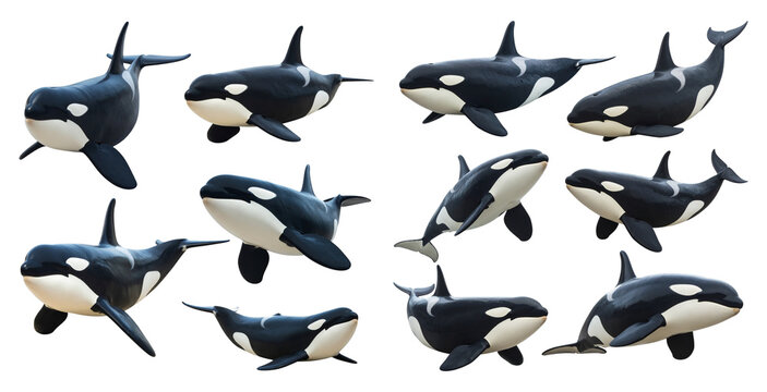 Illustration. Orcas. Killer Whales. Marine Life. Isolated on transparent background