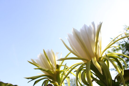 Elegant white dragon fruit flower glowing in soft backlight against blue sky.