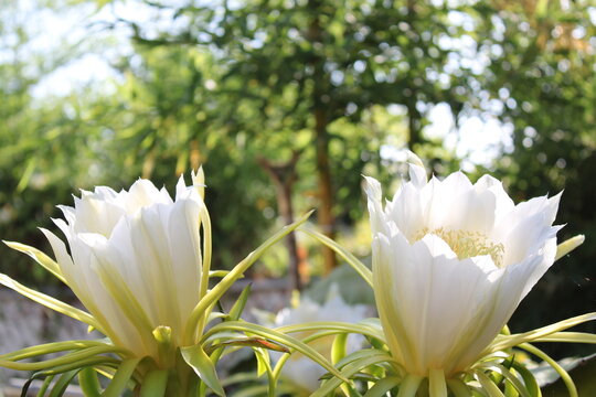 Elegant white dragon fruit flower glowing in soft backlight against blue sky.