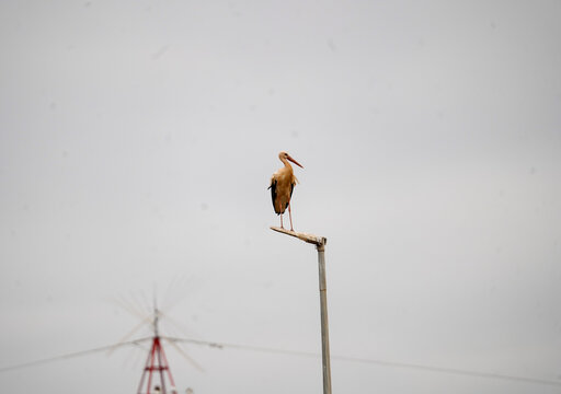 White Stork Perched on a Streetlight Against an Overcast Sky