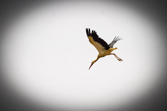 White Stork in Flight Against an Overcast Sky