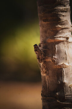 Cicada Resting on Tree Bark in Warm Evening Light