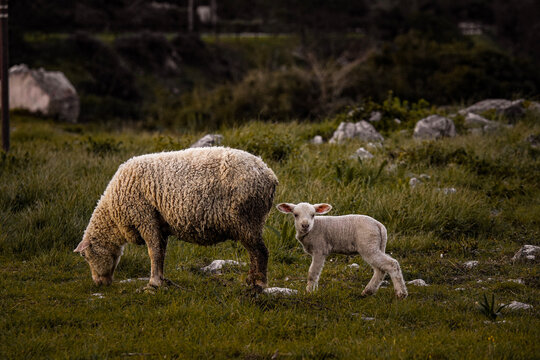 Ewe Grazing with Her Lamb in a Peaceful Meadow