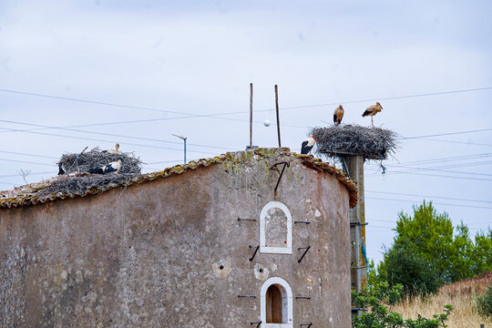White Stork Colony Nesting on Rooftops and Nesting Platforms