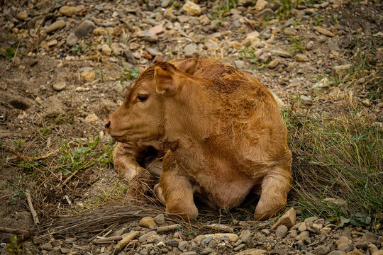 Young Brown Calf Resting on Rocky Ground