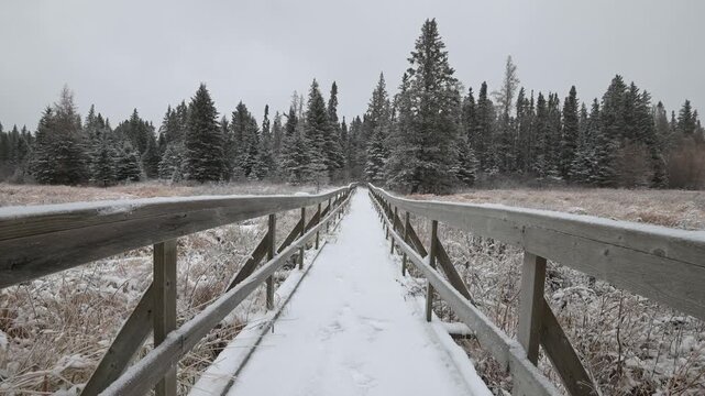 Looking along an old wooden walkway in an evergreen forest  that is covered in snow as light snow falls
