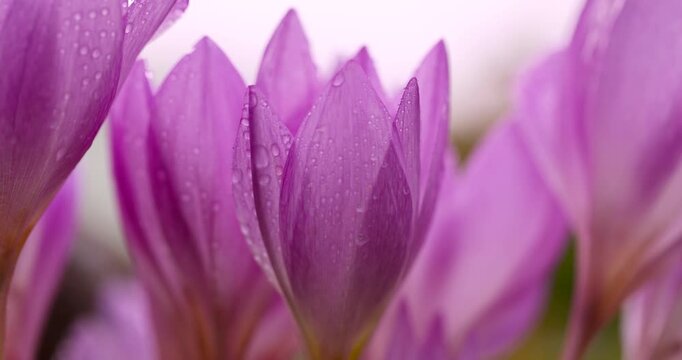 A moist purple evergreen, this evergreen in drops of water has a matte texture of thin petals against the background of evergreen buds.