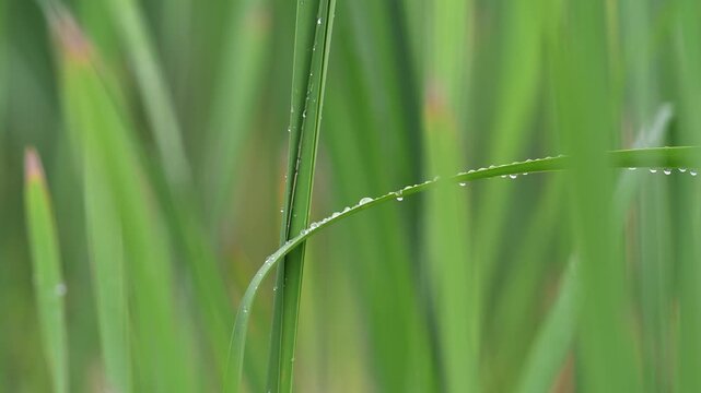 Green marsh grass with early morning dew drops move in a light wind infront of a softly focused background of green tones.

