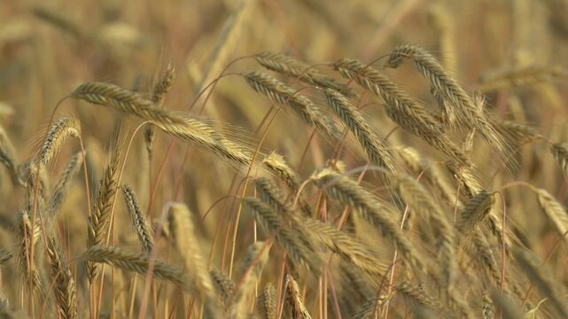 Ripe wheat heads move in a light wind in front of a softly focused golden background
