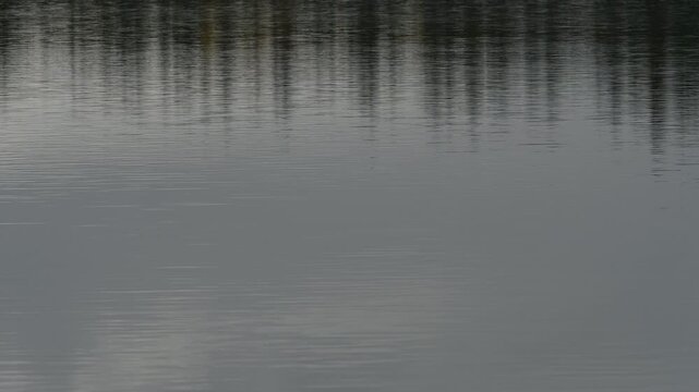 View of calm lake water with small waves distorting distance trees that are reflecting in the water
