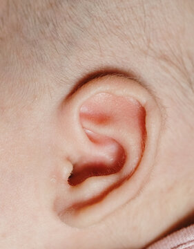 Close-up of a newborn baby's ear with fine downy hair.