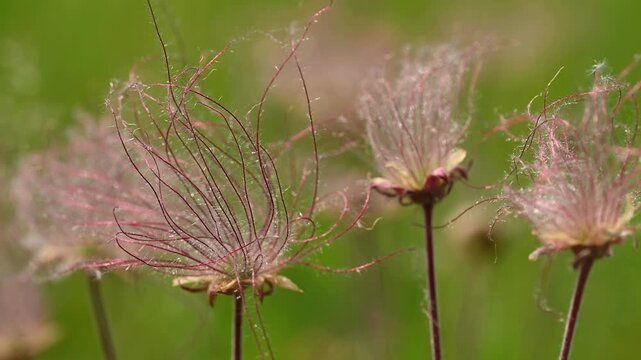 Macro of Prairie smoke wildflowers moving in a strong wind. The flowers moving in and out of focus
