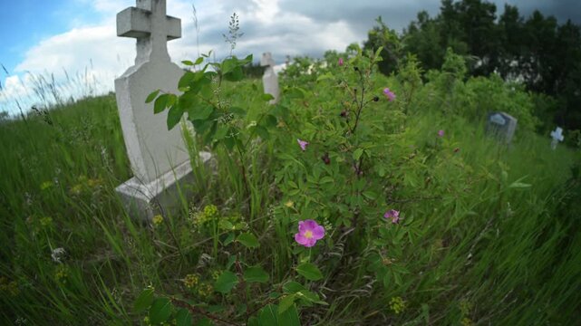 Wide-angle fisheye of wild roses in an overgrown cemetery moving in a summer wind
