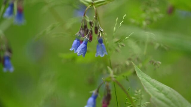 Delicate baby-blue bell flowers move in a light wind with a softly focused green background
