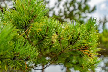 Close-up of a Japanese red pine branch with fresh green needles and a young green pine cone by the sea © AK Photo