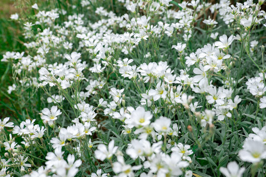 Cerastium White Flowers.Delicate White Flowers.Close-up of White Flowers with Green Foliage