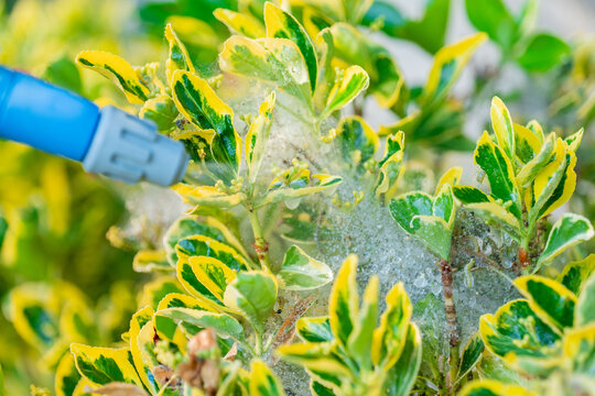  A garden sprayer is being used to treat a variegated Euonymus shrub thats covered in caterpillar silk webbing.pest control,plant care,insect infestation 