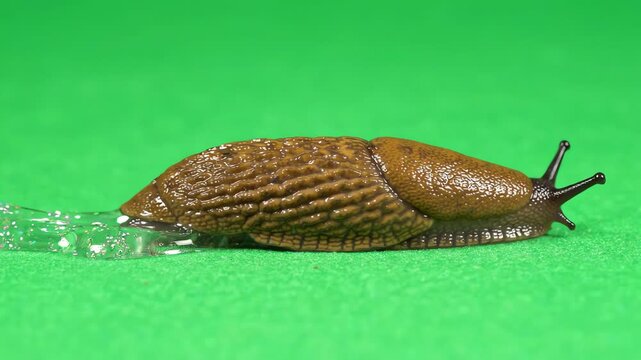 A large brown garden slug crawling slowly across a bright chroma key green screen background leaving a shiny wet slime trail
